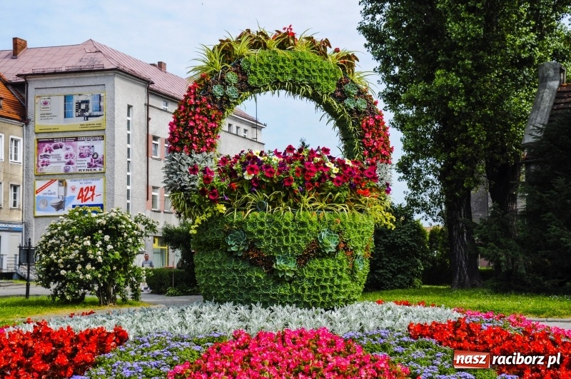 Zdjęcie w galerii na portalu naszraciborz.pl: Ukwiecony Racibórz - letni patrol florystyczny  wiadomości z regionu