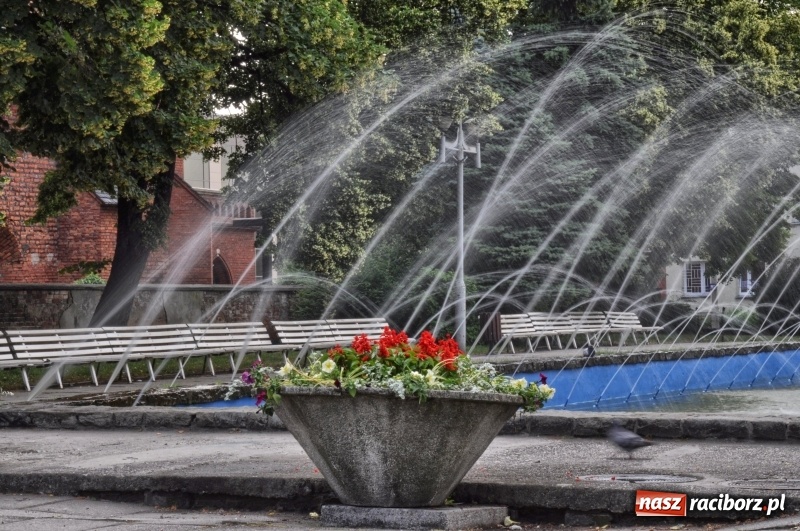 Zdjęcie w galerii na portalu naszraciborz.pl: Ukwiecony Racibórz - letni patrol florystyczny  wiadomości z regionu