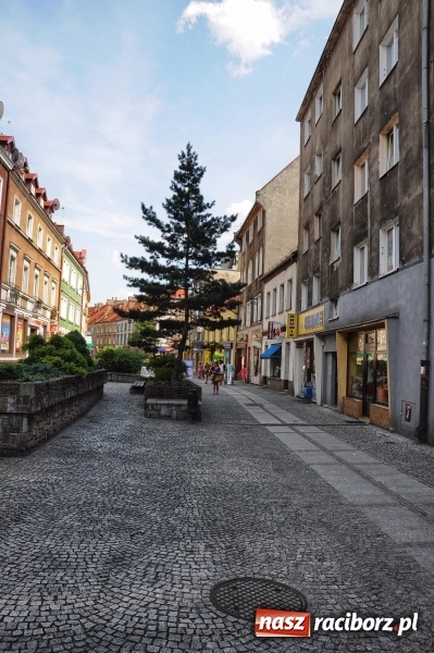 Zdjęcie w galerii na portalu naszraciborz.pl: Ukwiecony Racibórz - letni patrol florystyczny  wiadomości z regionu
