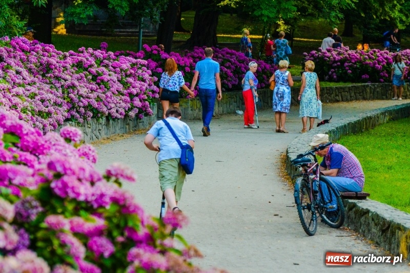 Zdjęcie w galerii na portalu naszraciborz.pl: Ukwiecony Racibórz - letni patrol florystyczny  wiadomości z regionu