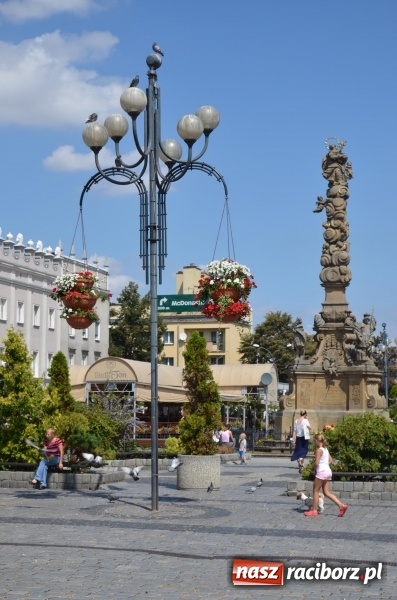 Zdjęcie w galerii na portalu naszraciborz.pl: Ukwiecony Racibórz - letni patrol florystyczny  wiadomości z regionu