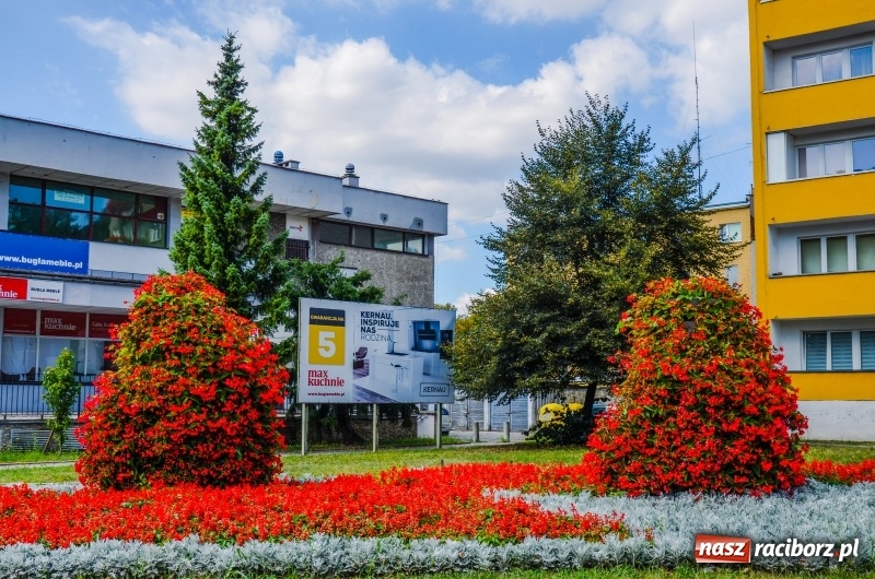 Zdjęcie w galerii na portalu naszraciborz.pl: Ukwiecony Racibórz - letni patrol florystyczny  wiadomości z regionu
