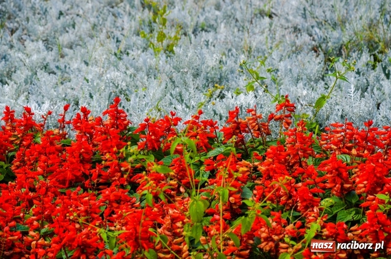 Zdjęcie w galerii na portalu naszraciborz.pl: Ukwiecony Racibórz - letni patrol florystyczny  wiadomości z regionu