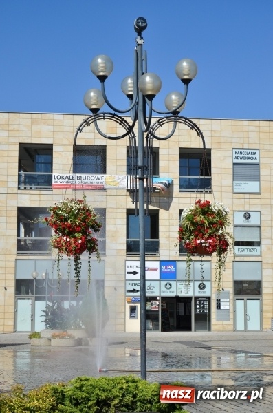 Zdjęcie w galerii na portalu naszraciborz.pl: Ukwiecony Racibórz - letni patrol florystyczny  wiadomości z regionu