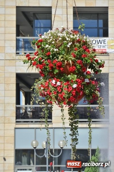 Zdjęcie w galerii na portalu naszraciborz.pl: Ukwiecony Racibórz - letni patrol florystyczny  wiadomości z regionu