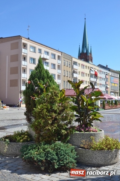 Zdjęcie w galerii na portalu naszraciborz.pl: Ukwiecony Racibórz - letni patrol florystyczny  wiadomości z regionu