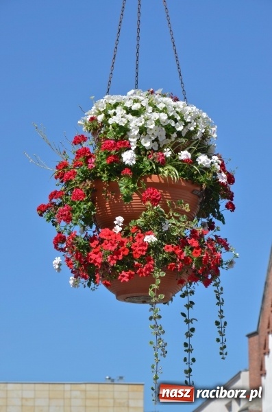 Zdjęcie w galerii na portalu naszraciborz.pl: Ukwiecony Racibórz - letni patrol florystyczny  wiadomości z regionu