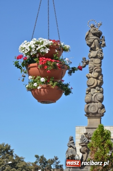 Zdjęcie w galerii na portalu naszraciborz.pl: Ukwiecony Racibórz - letni patrol florystyczny  wiadomości z regionu