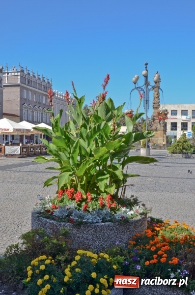 Zdjęcie w galerii na portalu naszraciborz.pl: Ukwiecony Racibórz - letni patrol florystyczny  wiadomości z regionu