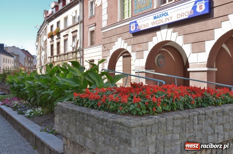 Zdjęcie w galerii na portalu naszraciborz.pl: Ukwiecony Racibórz - letni patrol florystyczny  wiadomości z regionu