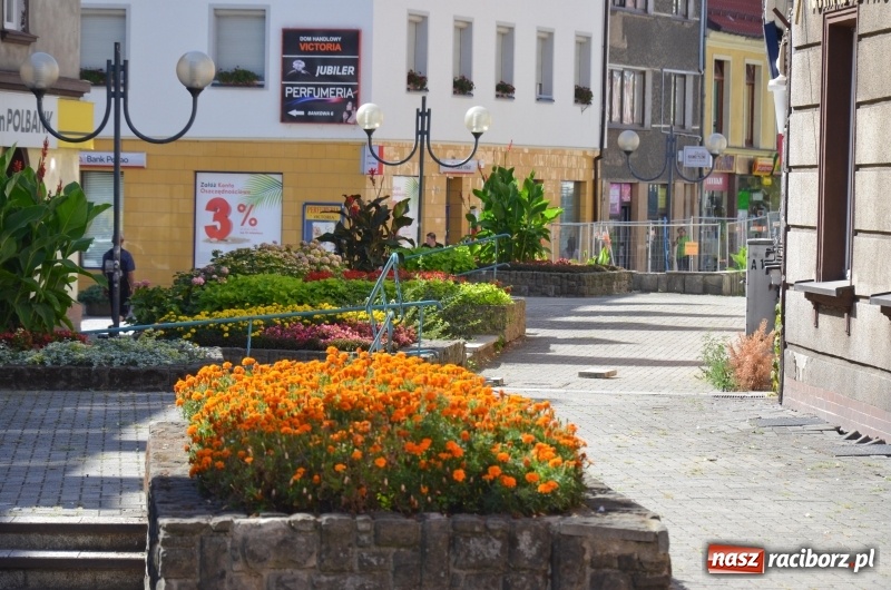 Zdjęcie w galerii na portalu naszraciborz.pl: Ukwiecony Racibórz - letni patrol florystyczny  wiadomości z regionu