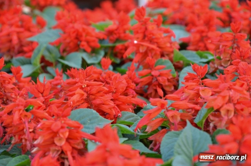 Zdjęcie w galerii na portalu naszraciborz.pl: Ukwiecony Racibórz - letni patrol florystyczny  wiadomości z regionu