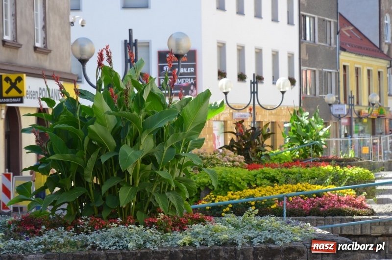 Zdjęcie w galerii na portalu naszraciborz.pl: Ukwiecony Racibórz - letni patrol florystyczny  wiadomości z regionu