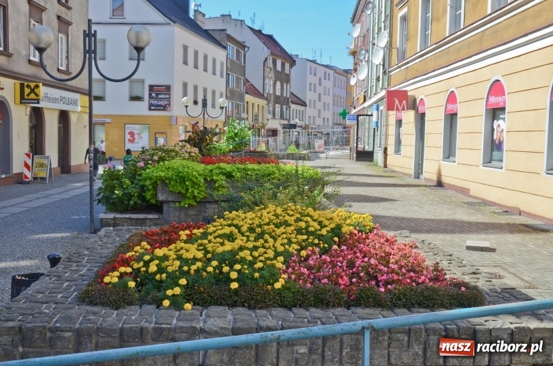 Zdjęcie w galerii na portalu naszraciborz.pl: Ukwiecony Racibórz - letni patrol florystyczny  wiadomości z regionu