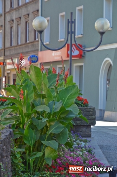 Zdjęcie w galerii na portalu naszraciborz.pl: Ukwiecony Racibórz - letni patrol florystyczny  wiadomości z regionu