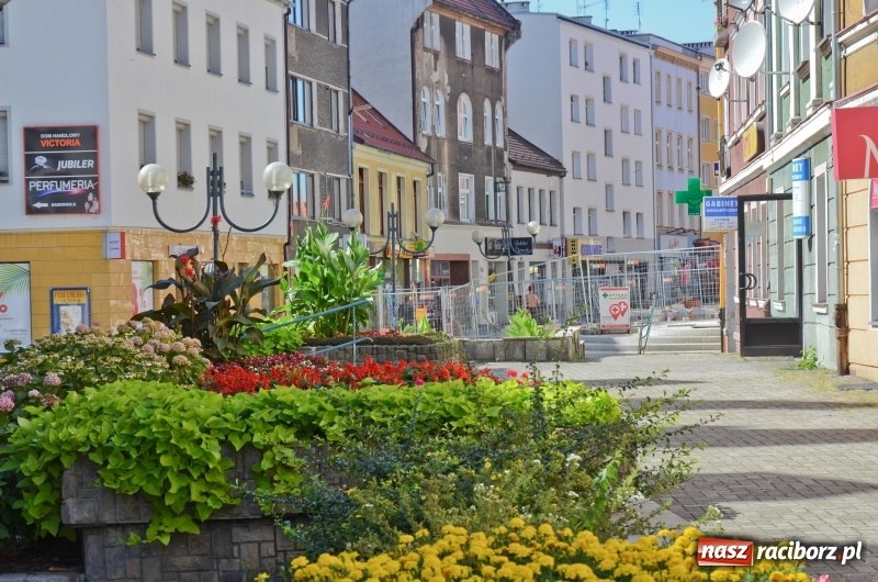Zdjęcie w galerii na portalu naszraciborz.pl: Ukwiecony Racibórz - letni patrol florystyczny  wiadomości z regionu