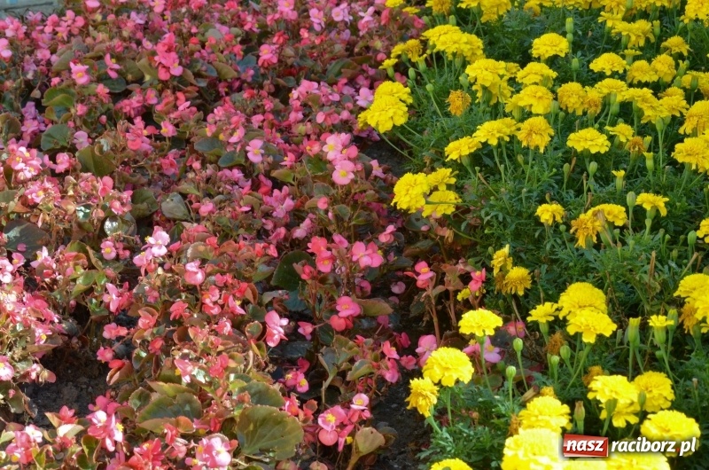 Zdjęcie w galerii na portalu naszraciborz.pl: Ukwiecony Racibórz - letni patrol florystyczny  wiadomości z regionu
