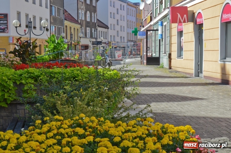 Zdjęcie w galerii na portalu naszraciborz.pl: Ukwiecony Racibórz - letni patrol florystyczny  wiadomości z regionu