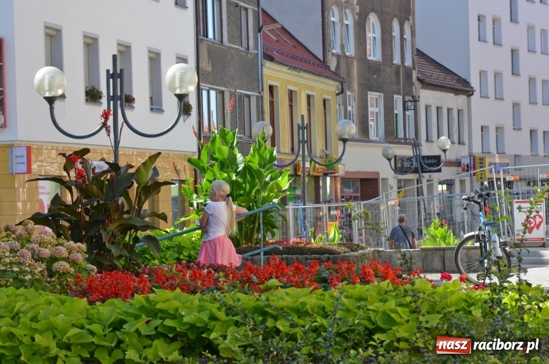 Zdjęcie w galerii na portalu naszraciborz.pl: Ukwiecony Racibórz - letni patrol florystyczny  wiadomości z regionu