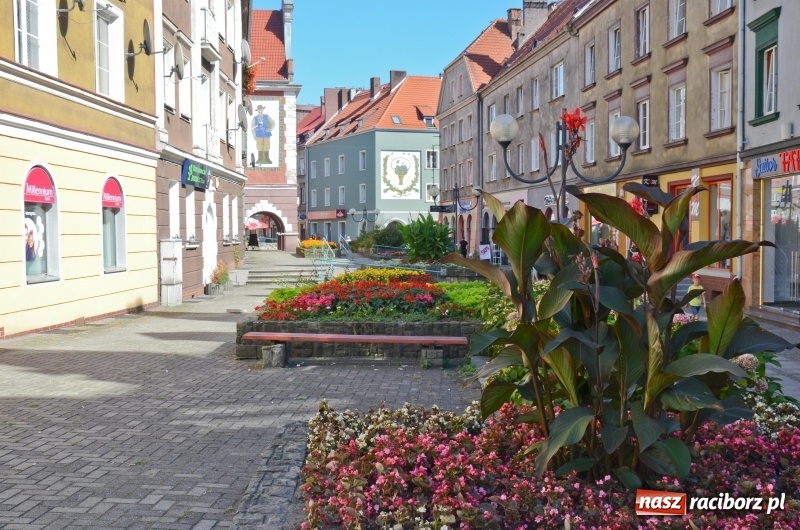 Zdjęcie w galerii na portalu naszraciborz.pl: Ukwiecony Racibórz - letni patrol florystyczny  wiadomości z regionu