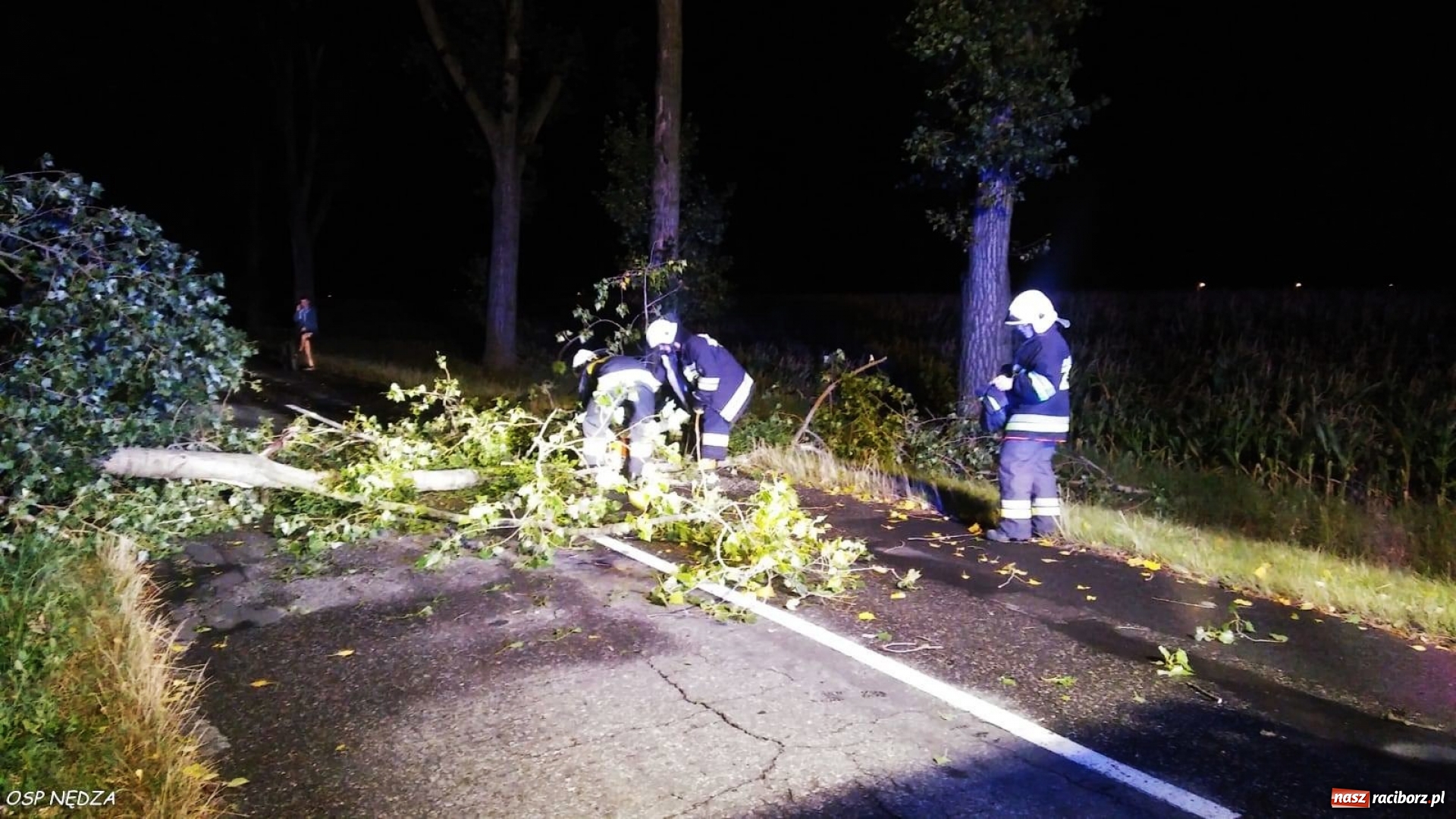 Zdjęcie w galerii na portalu naszraciborz.pl: Powalone drzewo, owady i przypalony obiad. Środa raciborskich strażaków wiadomości z regionu