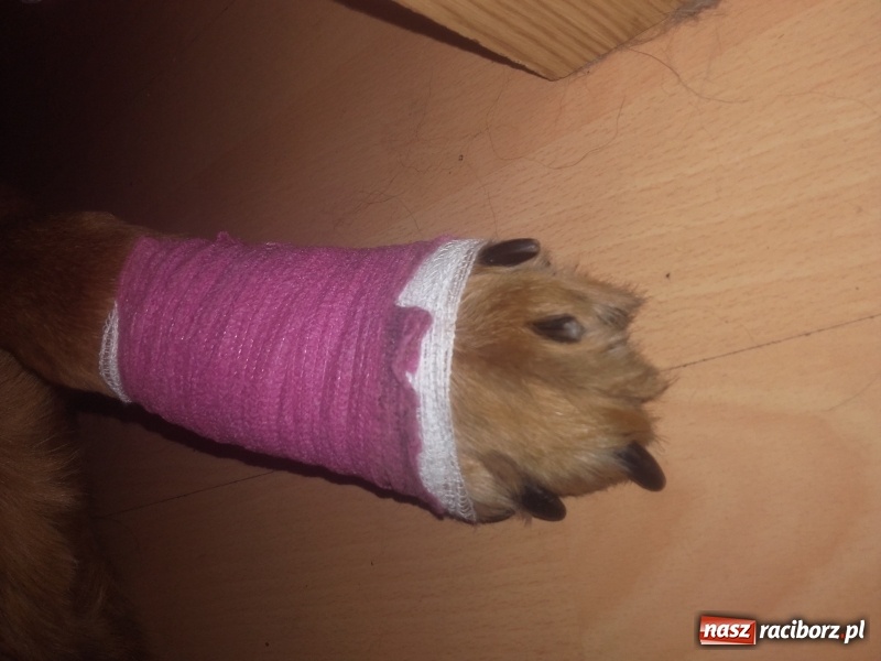 Zdjęcie w galerii na portalu naszraciborz.pl: Poważne zagrożenie w parku i na żwirowni wiadomości z regionu