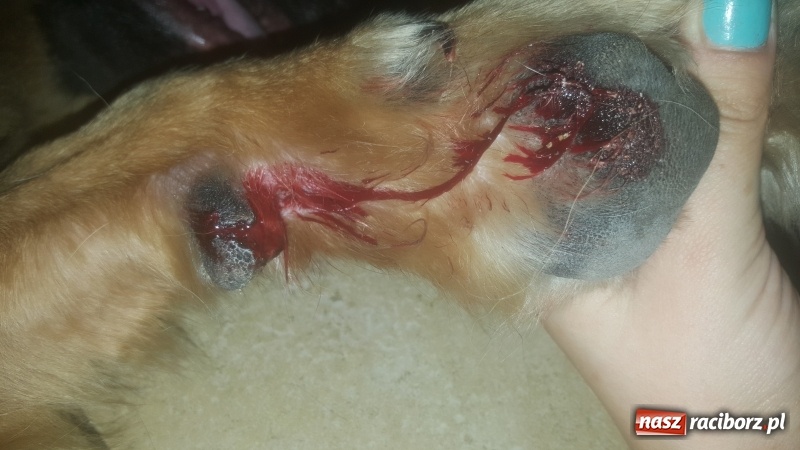 Zdjęcie w galerii na portalu naszraciborz.pl: Poważne zagrożenie w parku i na żwirowni wiadomości z regionu