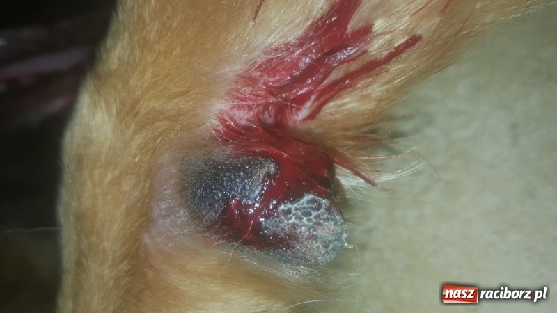 Zdjęcie w galerii na portalu naszraciborz.pl: Poważne zagrożenie w parku i na żwirowni wiadomości z regionu