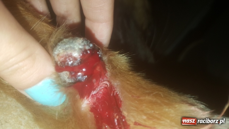 Zdjęcie w galerii na portalu naszraciborz.pl: Poważne zagrożenie w parku i na żwirowni wiadomości z regionu