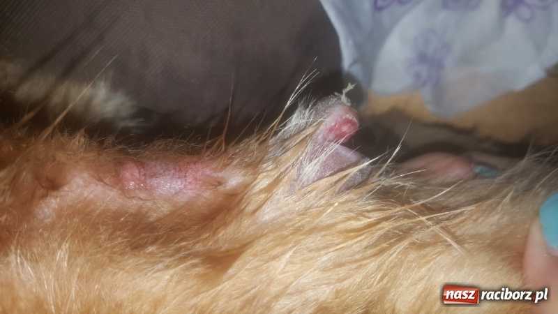 Zdjęcie w galerii na portalu naszraciborz.pl: Poważne zagrożenie w parku i na żwirowni wiadomości z regionu