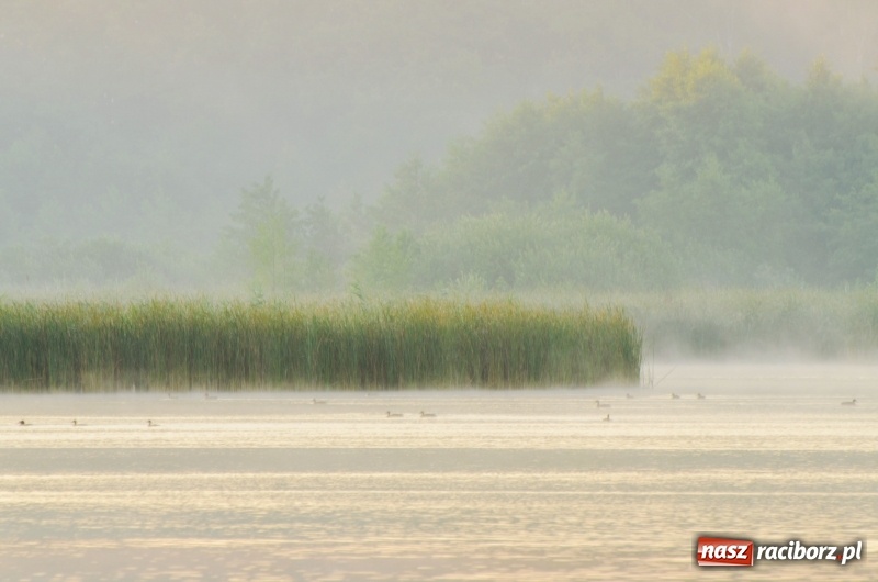 Zdjęcie w galerii na portalu naszraciborz.pl: Poranne łowy w rezerwacie Łężczok  wiadomości z regionu