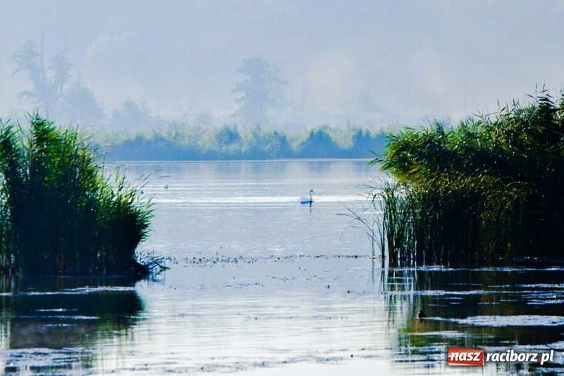 Zdjęcie w galerii na portalu naszraciborz.pl: Poranne łowy w rezerwacie Łężczok  wiadomości z regionu