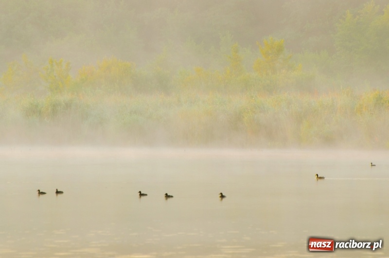 Zdjęcie w galerii na portalu naszraciborz.pl: Poranne łowy w rezerwacie Łężczok  wiadomości z regionu