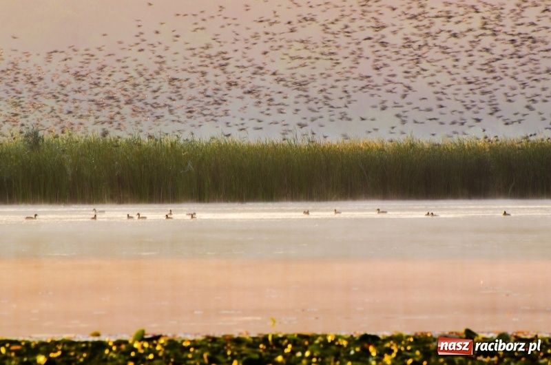 Zdjęcie w galerii na portalu naszraciborz.pl: Poranne łowy w rezerwacie Łężczok  wiadomości z regionu