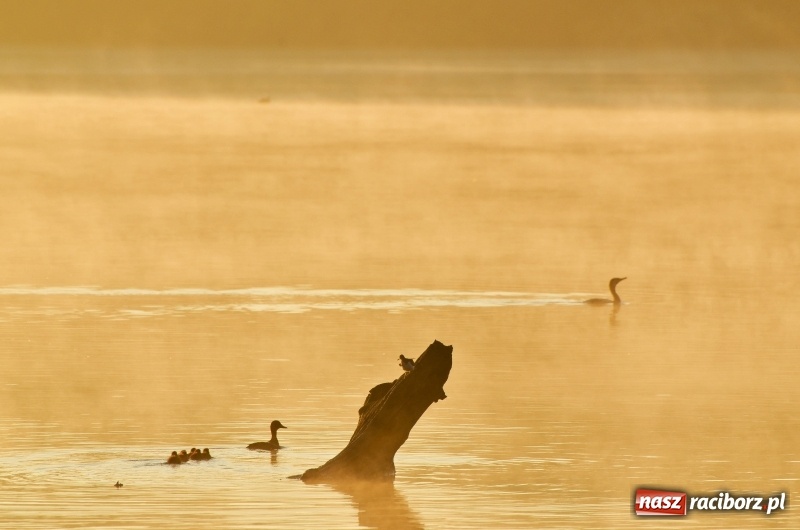 Zdjęcie w galerii na portalu naszraciborz.pl: Poranne łowy w rezerwacie Łężczok  wiadomości z regionu