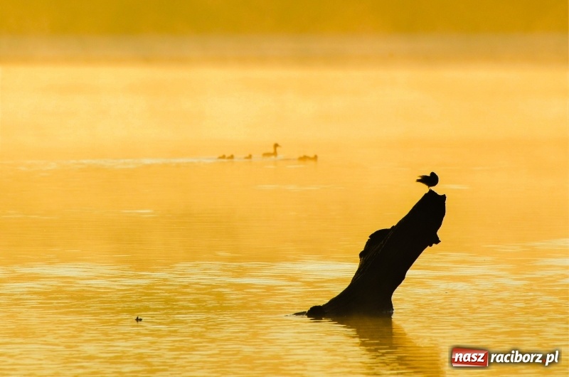 Zdjęcie w galerii na portalu naszraciborz.pl: Poranne łowy w rezerwacie Łężczok  wiadomości z regionu