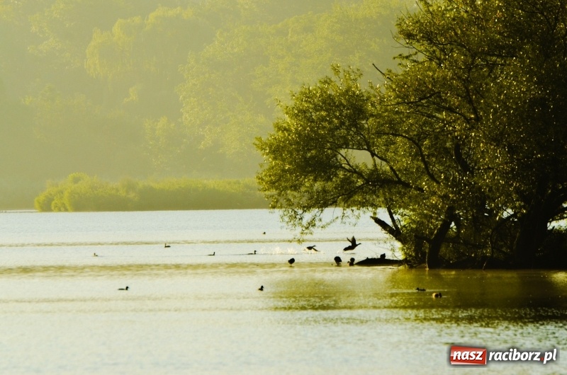 Zdjęcie w galerii na portalu naszraciborz.pl: Poranne łowy w rezerwacie Łężczok  wiadomości z regionu