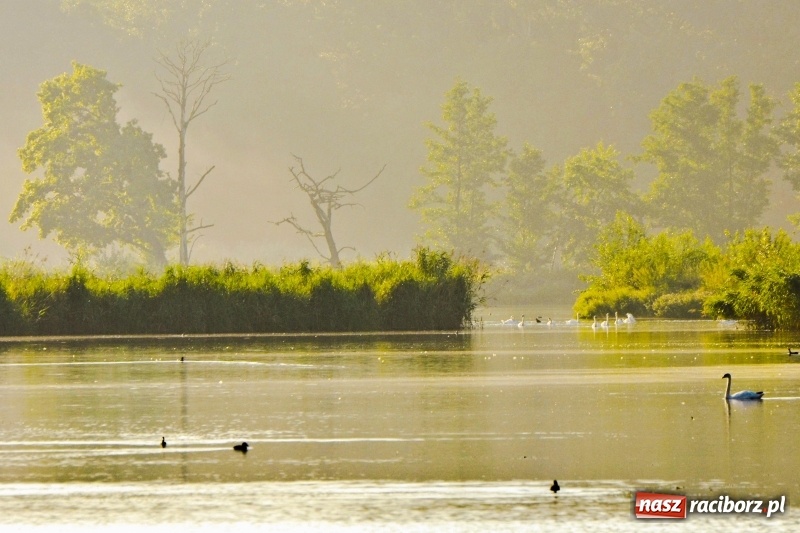Zdjęcie w galerii na portalu naszraciborz.pl: Poranne łowy w rezerwacie Łężczok  wiadomości z regionu