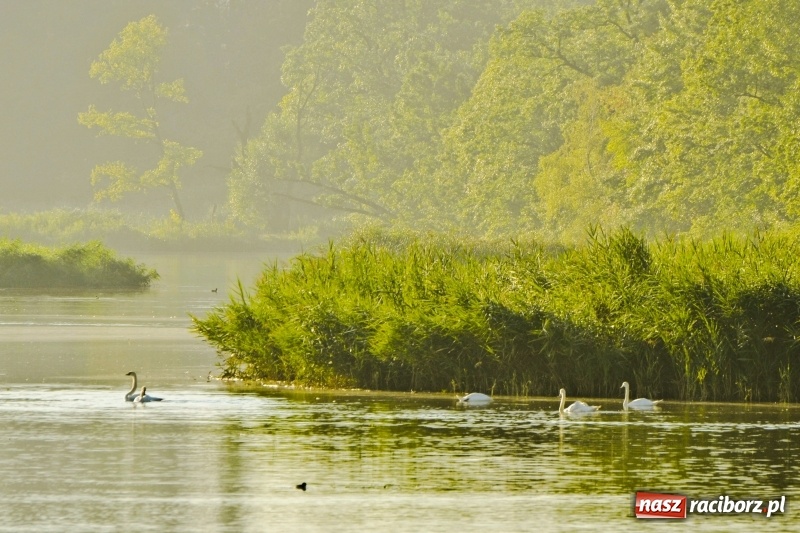 Zdjęcie w galerii na portalu naszraciborz.pl: Poranne łowy w rezerwacie Łężczok  wiadomości z regionu