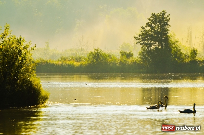 Zdjęcie w galerii na portalu naszraciborz.pl: Poranne łowy w rezerwacie Łężczok  wiadomości z regionu