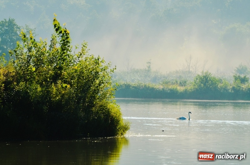 Zdjęcie w galerii na portalu naszraciborz.pl: Poranne łowy w rezerwacie Łężczok  wiadomości z regionu