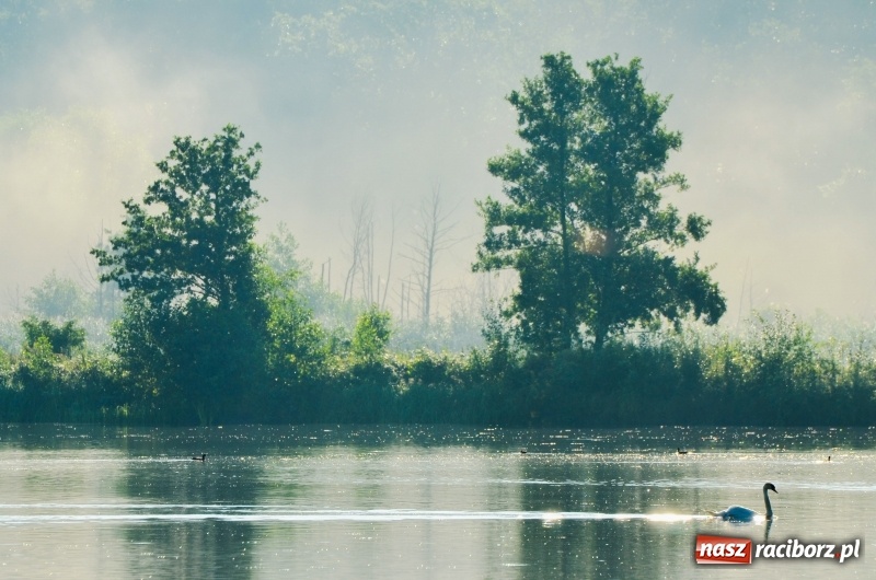 Zdjęcie w galerii na portalu naszraciborz.pl: Poranne łowy w rezerwacie Łężczok  wiadomości z regionu