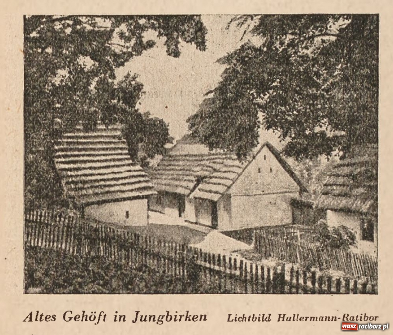 Zdjęcie w galerii na portalu naszraciborz.pl: Powiat raciborski na starej fotografii  wiadomości z regionu