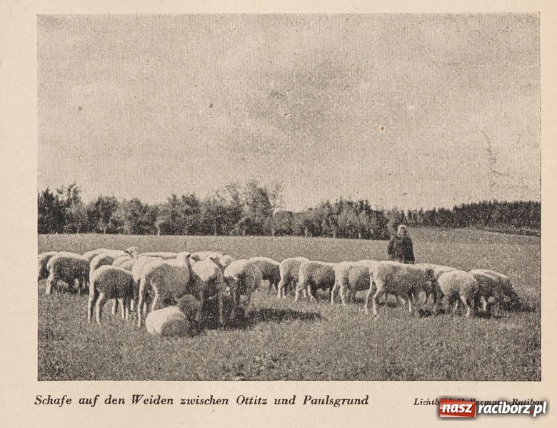 Zdjęcie w galerii na portalu naszraciborz.pl: Powiat raciborski na starej fotografii  wiadomości z regionu