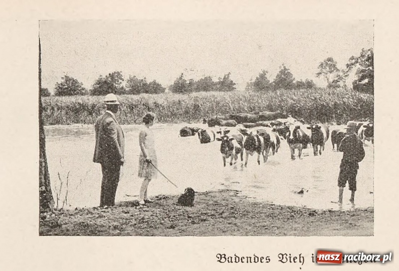 Zdjęcie w galerii na portalu naszraciborz.pl: Powiat raciborski na starej fotografii  wiadomości z regionu