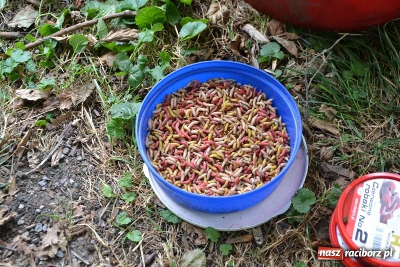 Zdjęcie w galerii na portalu naszraciborz.pl: Tworków. Drużynowe Zawody Wędkarskie z okazji 35-lecia koła wędkarskiego  wiadomości z regionu
