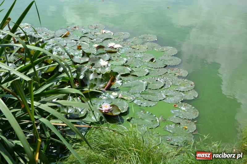 Zdjęcie w galerii na portalu naszraciborz.pl: Tworków. Drużynowe Zawody Wędkarskie z okazji 35-lecia koła wędkarskiego  wiadomości z regionu