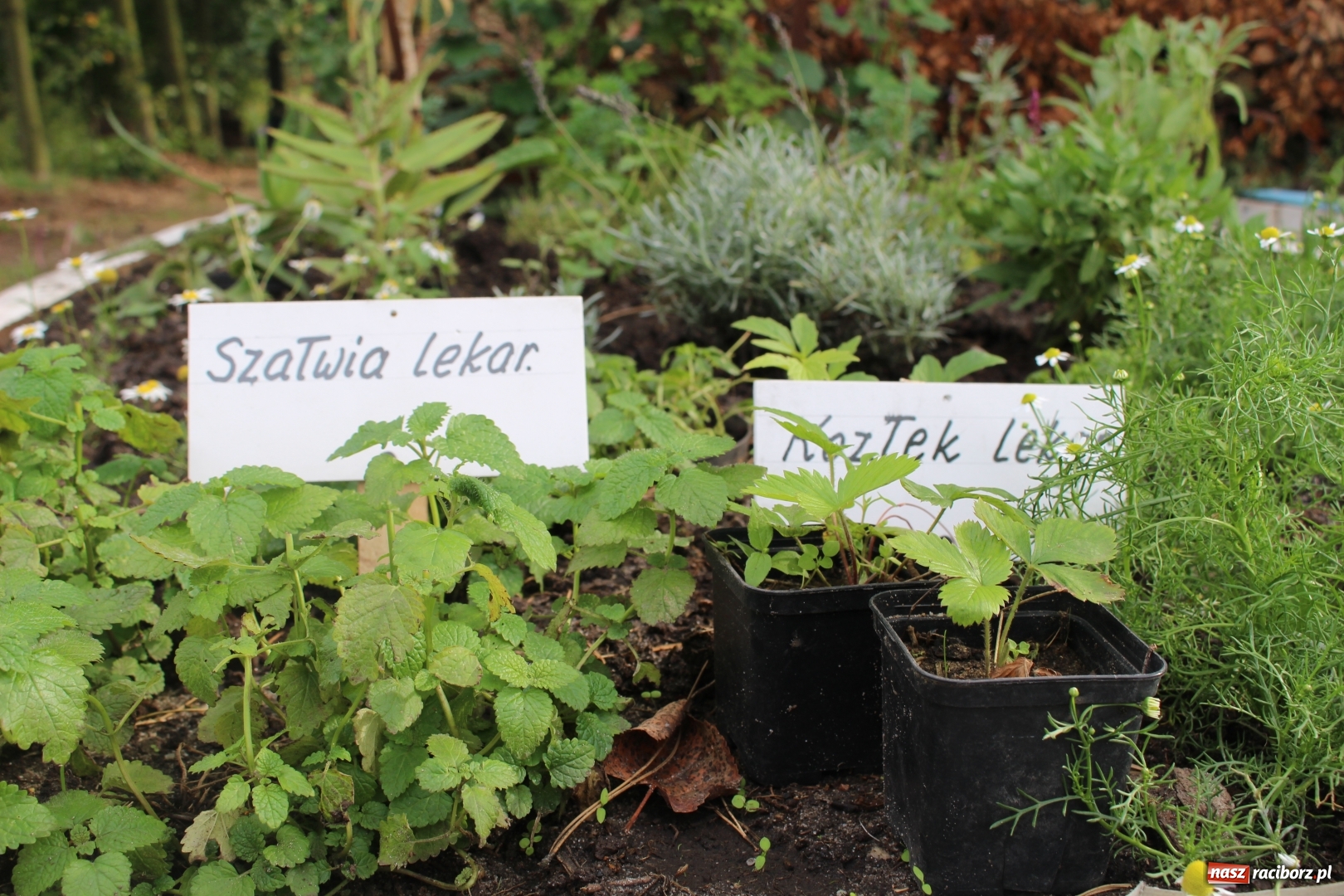 Zdjęcie w galerii na portalu naszraciborz.pl: O ziołach znanych i nieznanych. Spotkanie w Górkach Śląskich  wiadomości z regionu