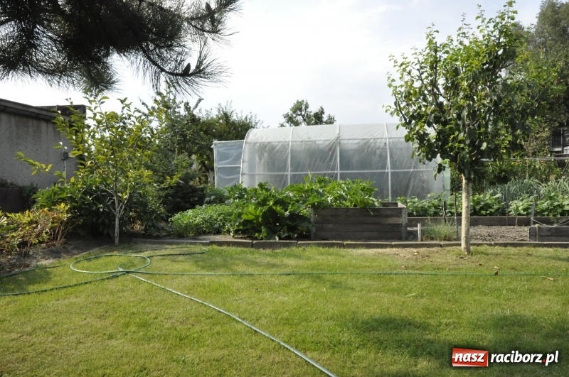 Zdjęcie w galerii na portalu naszraciborz.pl: Działkowcy z Ostroga świętują 90-lecie  wiadomości z regionu