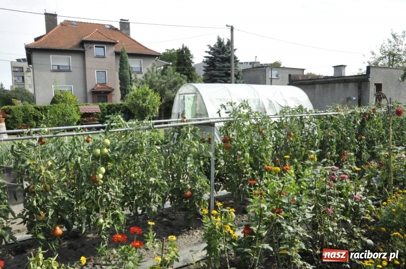 Zdjęcie w galerii na portalu naszraciborz.pl: Działkowcy z Ostroga świętują 90-lecie  wiadomości z regionu